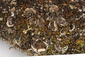  ( - CCDB-33277-G10)  @11 [ ] CreativeCommons - Attribution (2019) Centre for Biodiversity Genomics Centre for Biodiversity Genomics