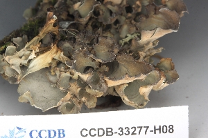  ( - CCDB-33277-H08)  @11 [ ] CreativeCommons - Attribution (2019) Centre for Biodiversity Genomics Centre for Biodiversity Genomics