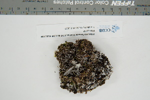  (Peltigera neorufescens - CCDB-42283-D06)  @11 [ ] CreativeCommons - Attribution Non-Commercial Share-Alike (2022) Canadian Museum of Nature Canadian Museum of Nature