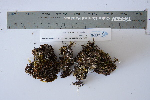  (Peltigera monticola - CCDB-42524-G05)  @11 [ ] CreativeCommons - Attribution Non-Commercial Share-Alike (2022) Canadian Museum of Nature Canadian Museum of Nature