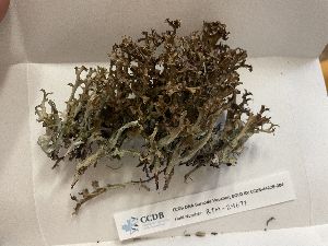  (Cetraria islandica subsp. islandica - CCDB-44228-B04)  @11 [ ] CreativeCommons - Attribution Non-Commercial Share-Alike (2023) Canadian Museum of Nature Canadian Museum of Nature