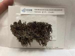 (Cetrariella delisei - CCDB-44228-G05)  @11 [ ] CreativeCommons - Attribution Non-Commercial Share-Alike (2023) Canadian Museum of Nature Canadian Museum of Nature