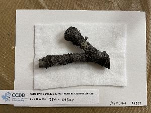  (Lecanora symmicta - CCDB-44229-C10)  @11 [ ] CreativeCommons - Attribution Non-Commercial Share-Alike (2023) Canadian Museum of Nature Canadian Museum of Nature