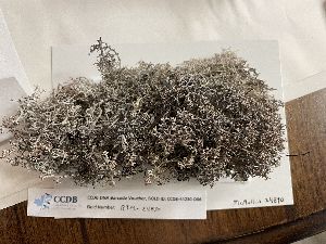  (Cladonia rangiferina - CCDB-44230-D06)  @11 [ ] CreativeCommons - Attribution Non-Commercial Share-Alike (2023) Canadian Museum of Nature Canadian Museum of Nature