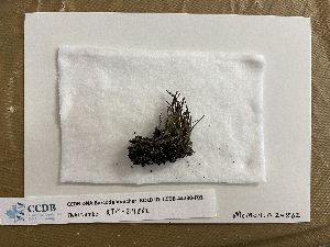  (Cladonia gracilis subsp. gracilis - CCDB-44230-F03)  @11 [ ] CreativeCommons - Attribution Non-Commercial Share-Alike (2023) Canadian Museum of Nature Canadian Museum of Nature