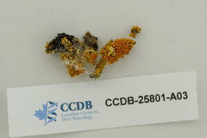  (Xanthoria candelaria - CCDB-25801-A03)  @11 [ ] CreativeCommons - Attribution Non-Commercial Share-Alike (2020) Hayley Paquette Canadian Museum of Nature