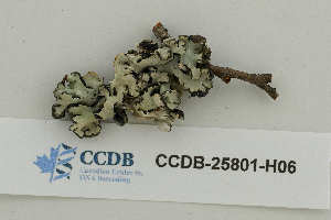  ( - CCDB-25801-H06)  @11 [ ] CreativeCommons - Attribution Non-Commercial Share-Alike (2020) Hayley Paquette Canadian Museum of Nature