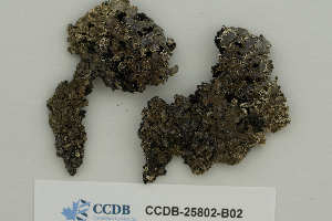  ( - CCDB-25802-B02)  @11 [ ] CreativeCommons - Attribution Non-Commercial Share-Alike (2019) Hayley Paquette Canadian Museum of Nature