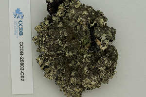  ( - CCDB-25802-C02)  @11 [ ] CreativeCommons - Attribution Non-Commercial Share-Alike (2019) Hayley Paquette Canadian Museum of Nature