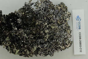  ( - CCDB-25802-C12)  @11 [ ] CreativeCommons - Attribution Non-Commercial Share-Alike (2019) Hayley Paquette Canadian Museum of Nature