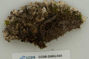  ( - CCDB-25802-G02)  @11 [ ] CreativeCommons - Attribution Non-Commercial Share-Alike (2019) Hayley Paquette Canadian Museum of Nature