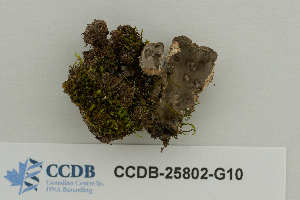  ( - CCDB-25802-G10)  @11 [ ] CreativeCommons - Attribution Non-Commercial Share-Alike (2019) Hayley Paquette Canadian Museum of Nature