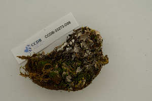  ( - CCDB-33273-D06)  @11 [ ] CreativeCommons - Attribution Non-Commercial Share-Alike (2019) Hayley Paquette Canadian Museum of Nature