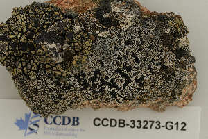  ( - CCDB-33273-G12)  @11 [ ] CreativeCommons - Attribution Non-Commercial Share-Alike (2019) Hayley Paquette Canadian Museum of Nature