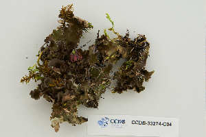  ( - CCDB-33274-C04)  @11 [ ] CreativeCommons - Attribution Non-Commercial Share-Alike (2019) Hayley Paquette Canadian Museum of Nature