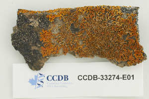  (Xanthoria sorediata - CCDB-33274-E01)  @11 [ ] CreativeCommons - Attribution Non-Commercial Share-Alike (2019) Hayley Paquette Canadian Museum of Nature