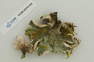  ( - CCDB-33274-F03)  @11 [ ] CreativeCommons - Attribution Non-Commercial Share-Alike (2019) Hayley Paquette Canadian Museum of Nature