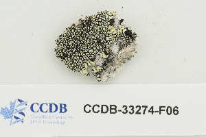  ( - CCDB-33274-F06)  @11 [ ] CreativeCommons - Attribution Non-Commercial Share-Alike (2019) Hayley Paquette Canadian Museum of Nature