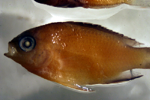  (Chromis lepidolepis - bal11800jcl220)  @12 [ ] CreativeCommons - Attribution Non-Commercial Share-Alike (2014) Benjamin Victor Benjamin Victor