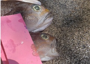  ( - cw725dl195)  @11 [ ] by-nc-sa (2025) Benjamin Victor Benjamin Victor