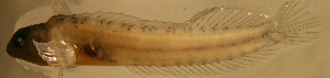  ( - d11711e203)  @11 [ ] CreativeCommons - Attribution Non-Commercial Share-Alike (2011) Benjamin Victor Benjamin Victor