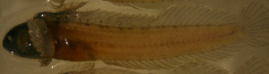  ( - d11717eb229)  @11 [ ] CreativeCommons - Attribution Non-Commercial Share-Alike (2012) Benjamin Victor Benjamin Victor
