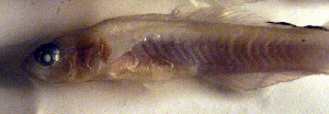  ( - f14pc235)  @12 [ ] CreativeCommons - Attribution Non-Commercial Share-Alike (2014) Benjamin Victor Benjamin Victor