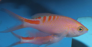  (Pseudanthias lori - fw15pl)  @14 [ ] CreativeCommons - Attribution Non-Commercial Share-Alike (2015) Benjamin Victor Benjamin Victor