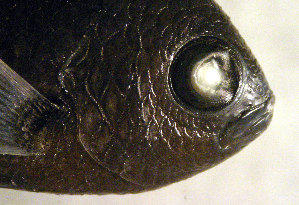  ( - ga316nt371)  @11 [ ] CreativeCommons - Attribution Non-Commercial Share-Alike (2016) Benjamin Victor Benjamin Victor