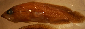  ( - gal98609r181)  @12 [ ] CreativeCommons - Attribution Non-Commercial Share-Alike (2011) Benjamin Victor Research Collection of Benjamin Victor