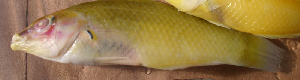 ( - jap14hc660)  @11 [ ] CreativeCommons - Attribution Non-Commercial Share-Alike (2014) Benjamin Victor Benjamin Victor