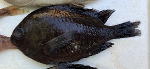  ( - js525ca1)  @11 [ ] by-nc-sa (2025) Benjamin Victor Benjamin Victor