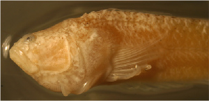  (Dactyloscopus comptus - sb81029dc351a)  @11 [ ] by-nc-sa (2024) Benjamin Victor Benjamin Victor