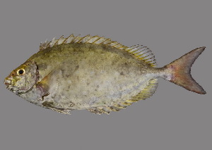  ( - soc19475)  @11 [ ] by-nc-sa (2022) Sergey Bogorodsky Sergey Bogorodsky