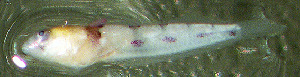  (Leurochilus acon - stj423la103)  @11 [ ] by-nc-sa (2023) Benjamin Victor Benjamin Victor