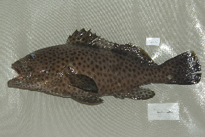  (Epinephelus maculatus - UG0235)  @13 [ ] CreativeCommons - Attribution (2009) CBG Photography Group Centre for Biodiversity Genomics