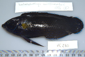  (Labrichthys unilineatus - UG0280)  @14 [ ] CreativeCommons - Attribution (2009) CBG Photography Group Centre for Biodiversity Genomics