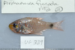  (Taeniamia - UG0339)  @14 [ ] CreativeCommons - Attribution (2009) CBG Photography Group Centre for Biodiversity Genomics