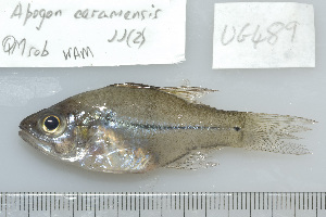  (Epinephelus malabaricus - UG0489)  @14 [ ] CreativeCommons - Attribution (2009) CBG Photography Group Centre for Biodiversity Genomics