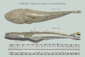 (Platycephalus westraliae - UG0523)  @14 [ ] CreativeCommons - Attribution (2009) CBG Photography Group Centre for Biodiversity Genomics