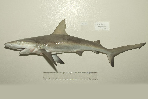  (Carcharhinus amblyrhynchos - UG0590)  @14 [ ] CreativeCommons - Attribution (2009) CBG Photography Group Centre for Biodiversity Genomics