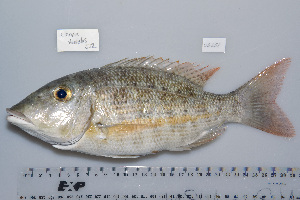  (Lethrinus obsoletus - UG0658)  @15 [ ] CreativeCommons - Attribution (2009) CBG Photography Group Centre for Biodiversity Genomics