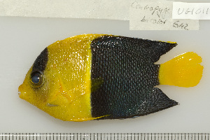  (Centropyge bicolor - UG1011)  @15 [ ] CreativeCommons - Attribution (2009) CBG Photography Group Centre for Biodiversity Genomics