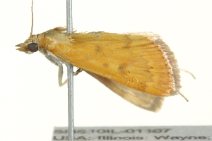  ( - SNS10IL-01107)  @12 [ ] CreativeCommons - Attribution (2011) CBG Photography Group Centre for Biodiversity Genomics