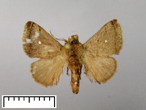  (Pygmaeomorpha lipara - WITT-LIMAC 396)  @12 [ ] Unspecified (default): All Rights Reserved  Unspecified Unspecified