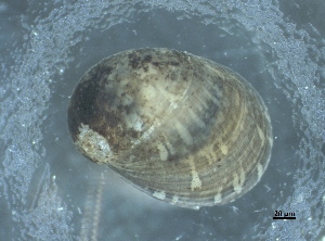  (Theodoxus fluviatilis - THEO_018)  @11 [ ] c (2025) Katharina Kniesz Leibniz Institute for Baltic Sea Research Warnem&uuml;nde - IOW