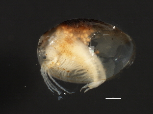  (Spinicaudata - HLC-26336)  @14 [ ] CreativeCommons - Attribution (2008) CBG Photography Group Centre for Biodiversity Genomics