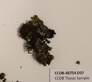  (Candelariella granuliformis - CCDB-48754 D07)  @11 [ ] CreativeCommons  Attribution (by) (2024) Erin Cox Polar Knowledge Canada