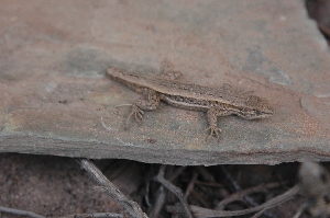  (Liolaemus bitaeniatus - LIO- MCN 1717)  @11 [ ] CreativeCommons - Attribution Non-Commercial No Derivatives (2015) Unspecified Museo de Ciencias Naturales