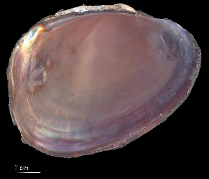 (Mycetopodidae - APCON25)  @11 [ ] CreativeCommons - Attribution Non-Commercial (2018) Leandro A. Hünicken Museo Argentino de Ciencias Naturales "Bernardino Rivadavia"